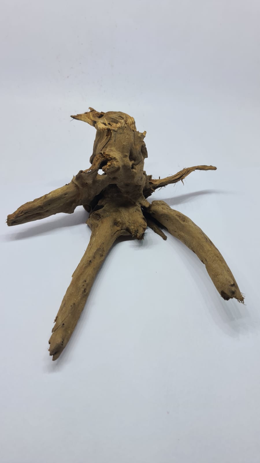Ancient horn Driftwood (M) DWHM17