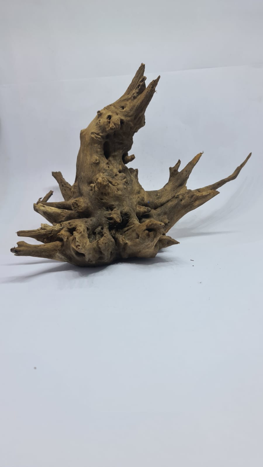 Ancient horn Driftwood (L) DWHL1