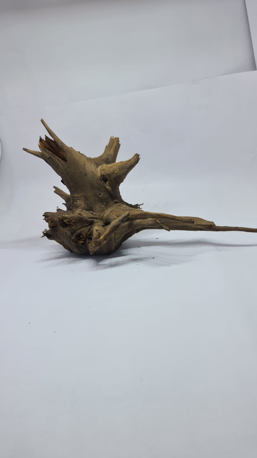 Ancient horn Driftwood (L) DWHL2