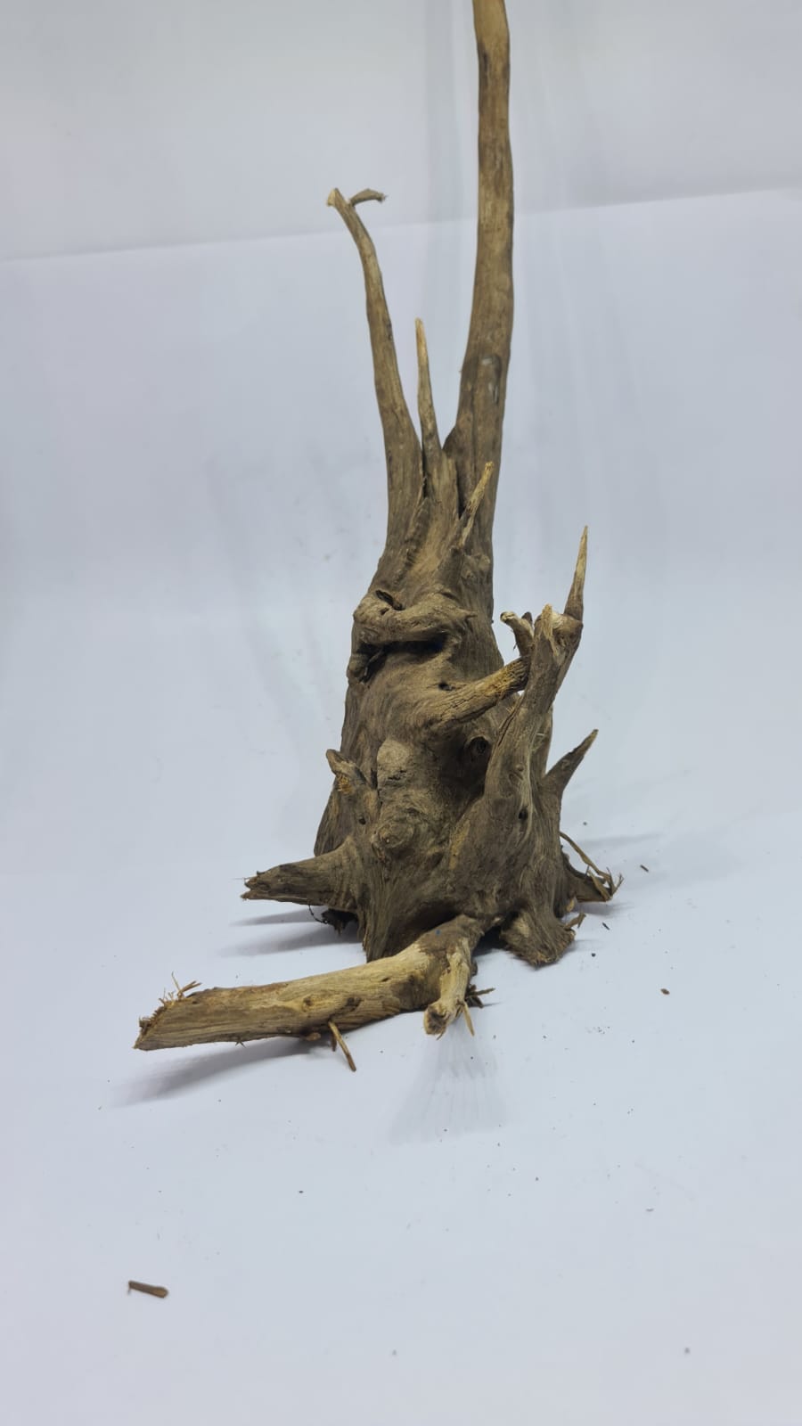 Ancient horn Driftwood (L) DWHL5