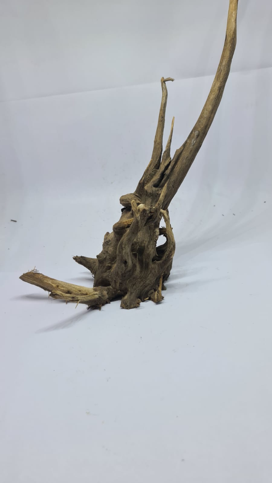 Ancient horn Driftwood (L) DWHL5