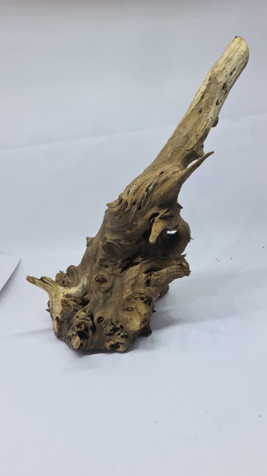 Ancient horn Driftwood (L) DWHL6