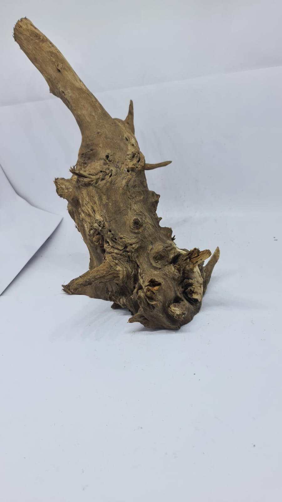 Ancient horn Driftwood (L) DWHL6