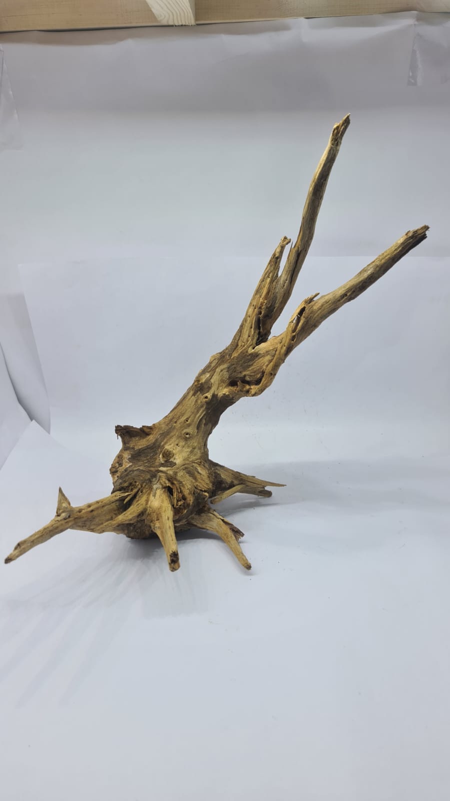 Ancient horn Driftwood (L) DWHL7
