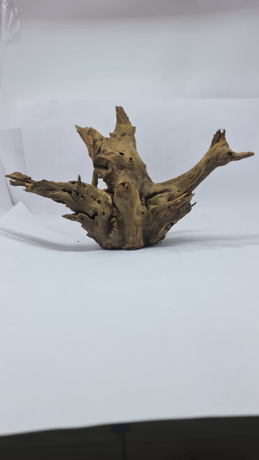 Ancient horn Driftwood (L) DWHL8