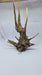Ancient horn Driftwood (L) DWHL9