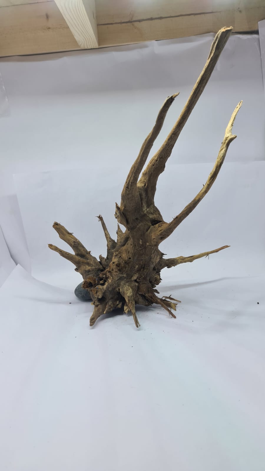 Ancient horn Driftwood (L) DWHL9