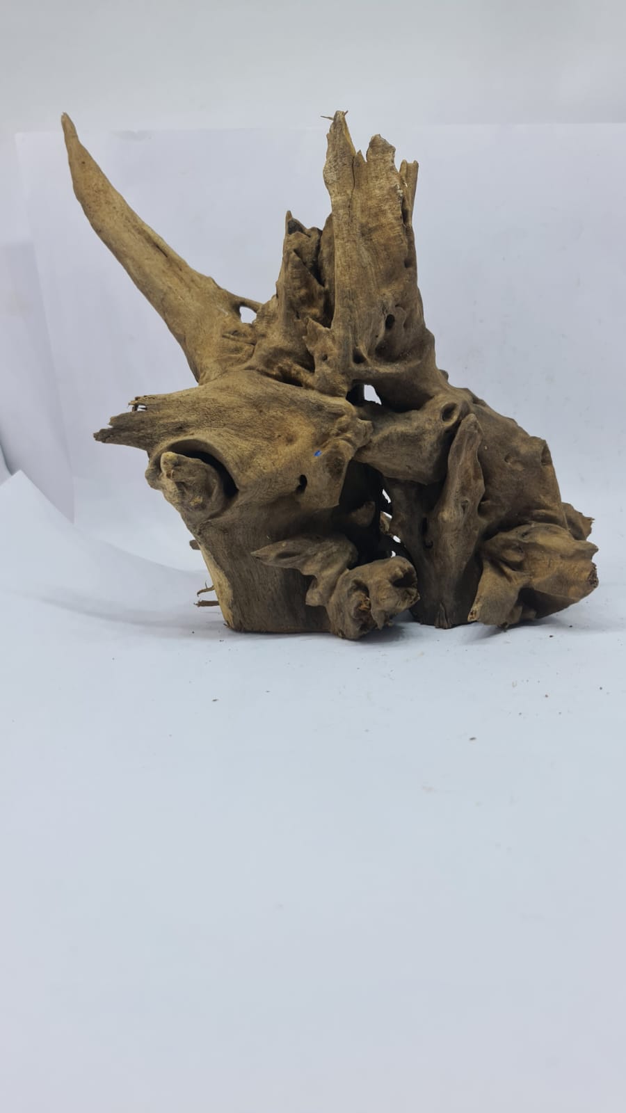 Ancient horn Driftwood (L) DWHL10