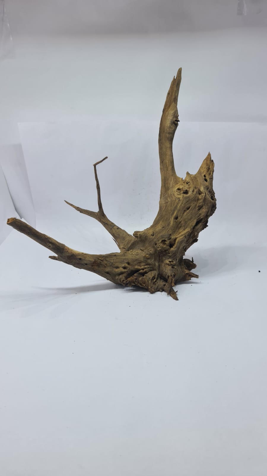 Ancient horn Driftwood (L) DWHL11