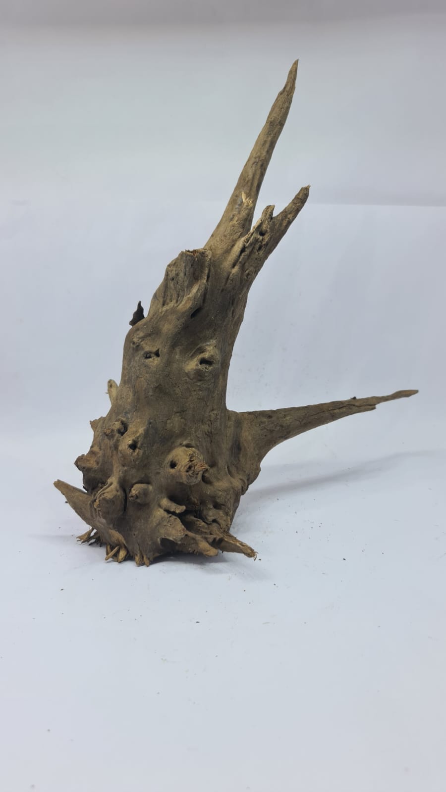 Ancient horn Driftwood (L) DWHL12