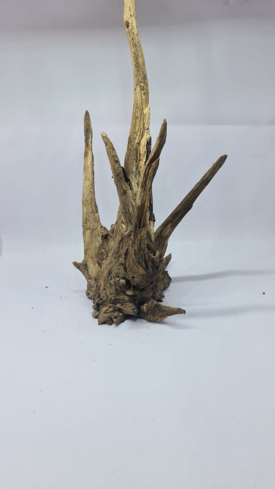 Ancient horn Driftwood (L) DWHL13