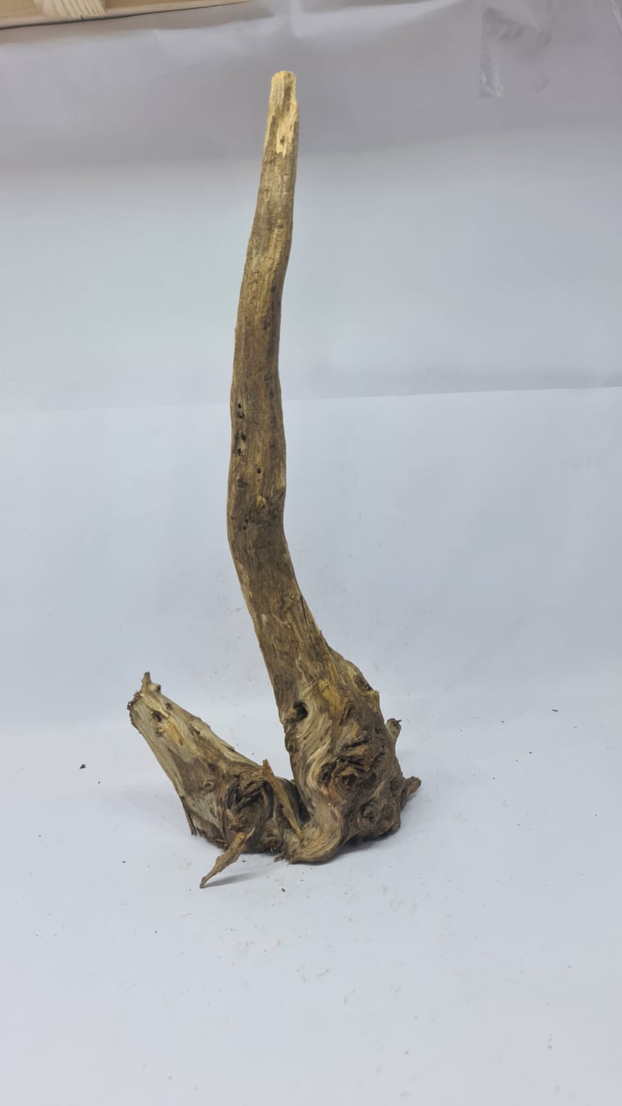 Ancient horn Driftwood (L) DWHL15