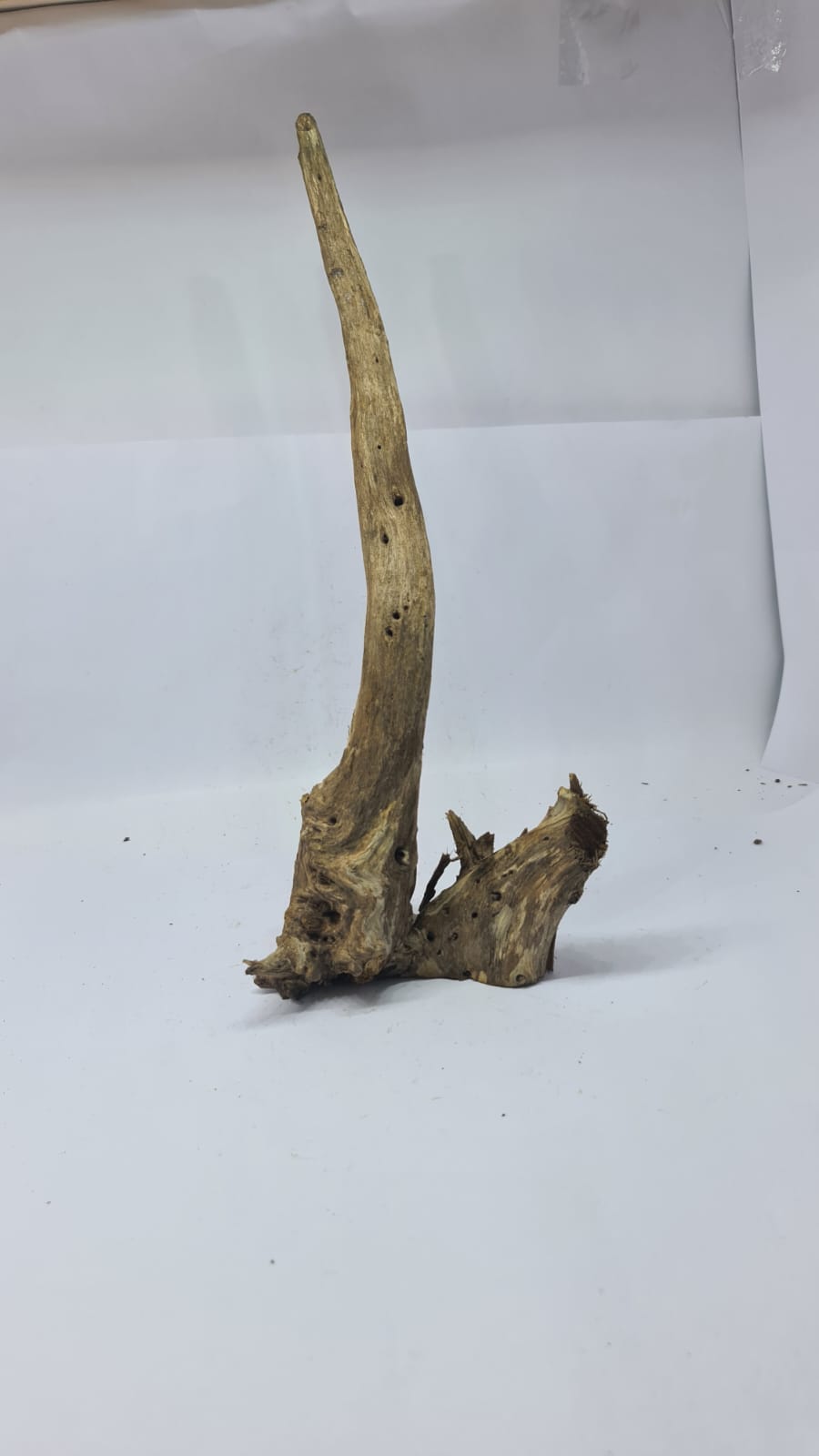 Ancient horn Driftwood (L) DWHL15