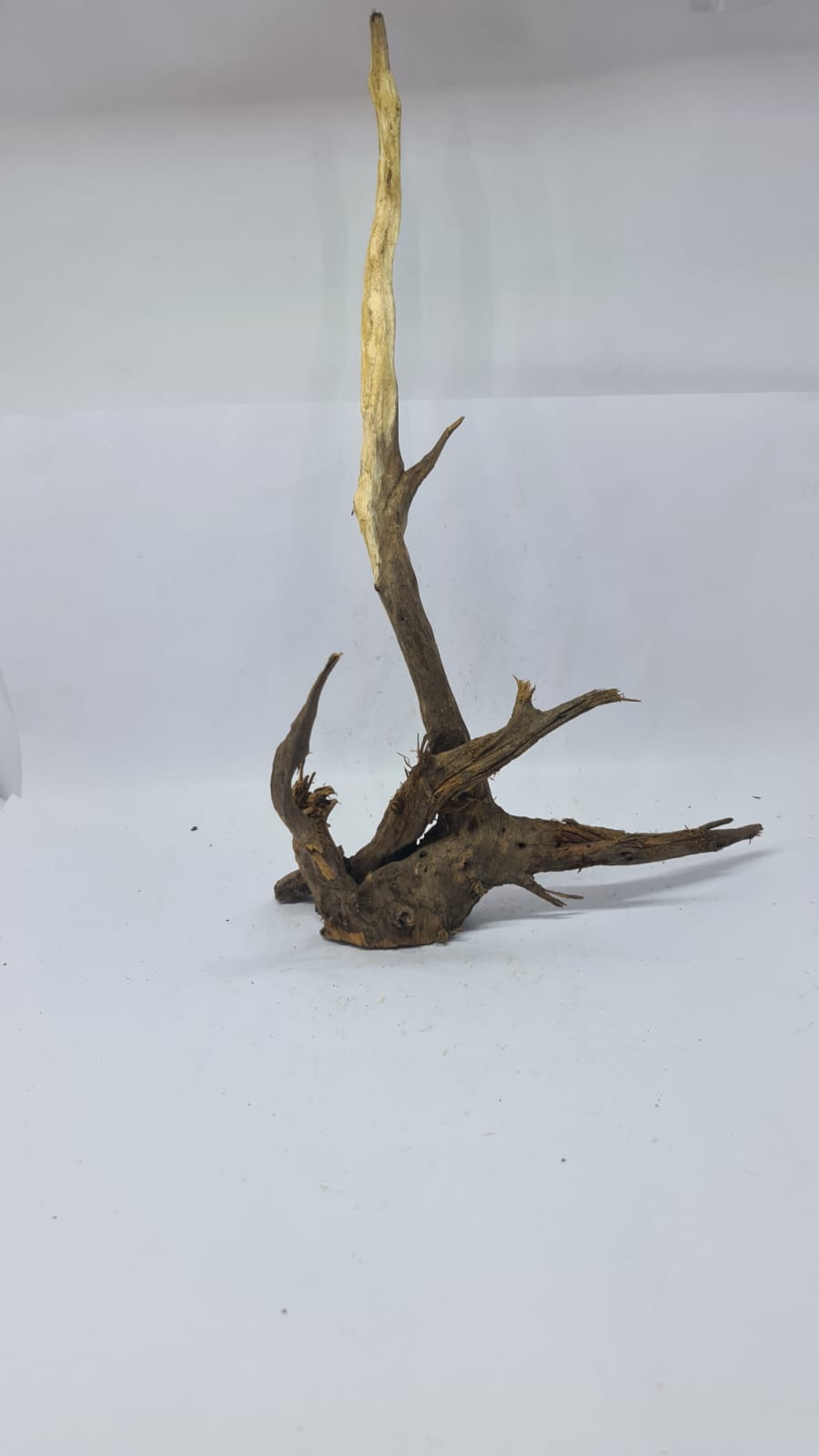 Ancient horn Driftwood (L) DWHL16