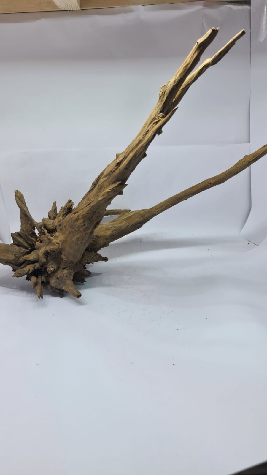 Ancient horn Driftwood (XL) DWHXL1