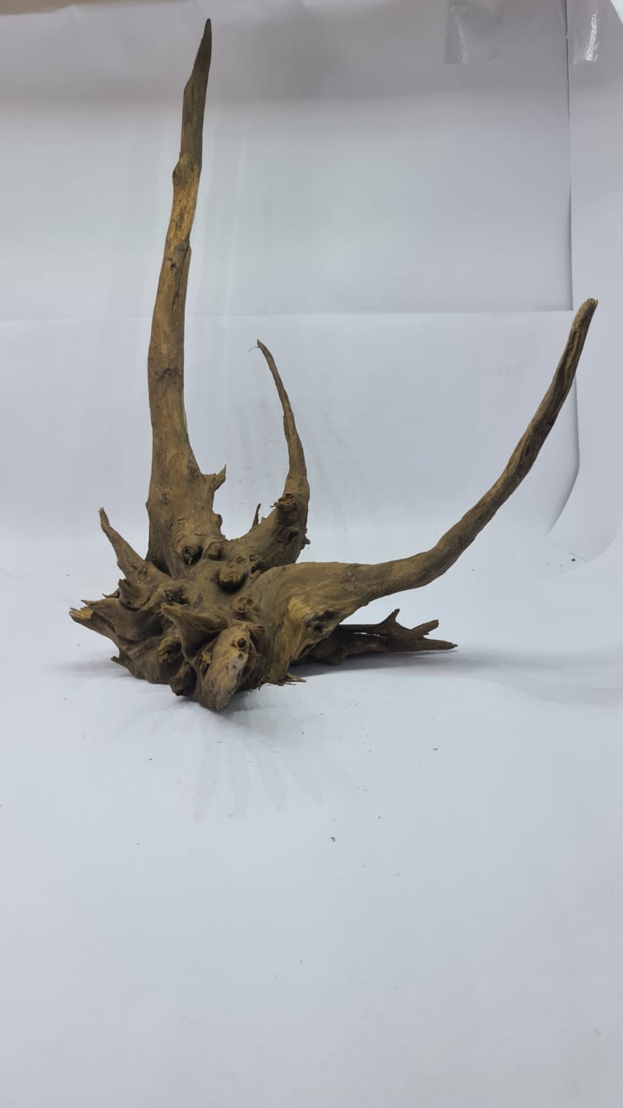 Ancient horn Driftwood (XL) DWHXL2