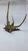 Ancient horn Driftwood (XL) DWHXL2