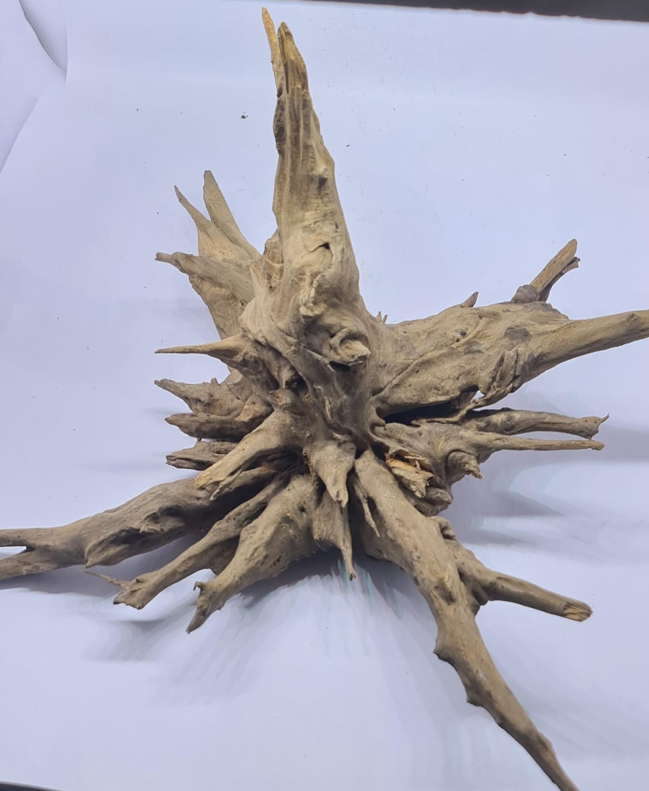 Ancient horn Driftwood (XL) DWHXL4
