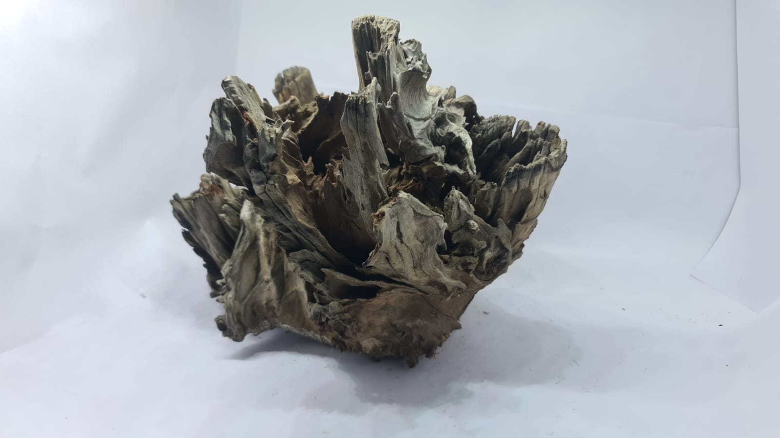Robbers Cave Driftwood DWCXL