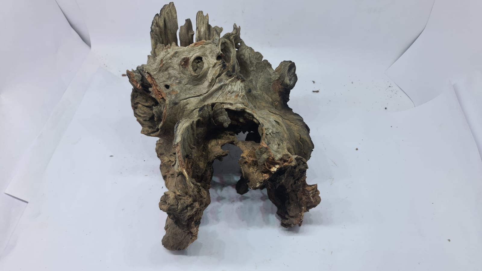 Robbers Cave Driftwood DWCL1