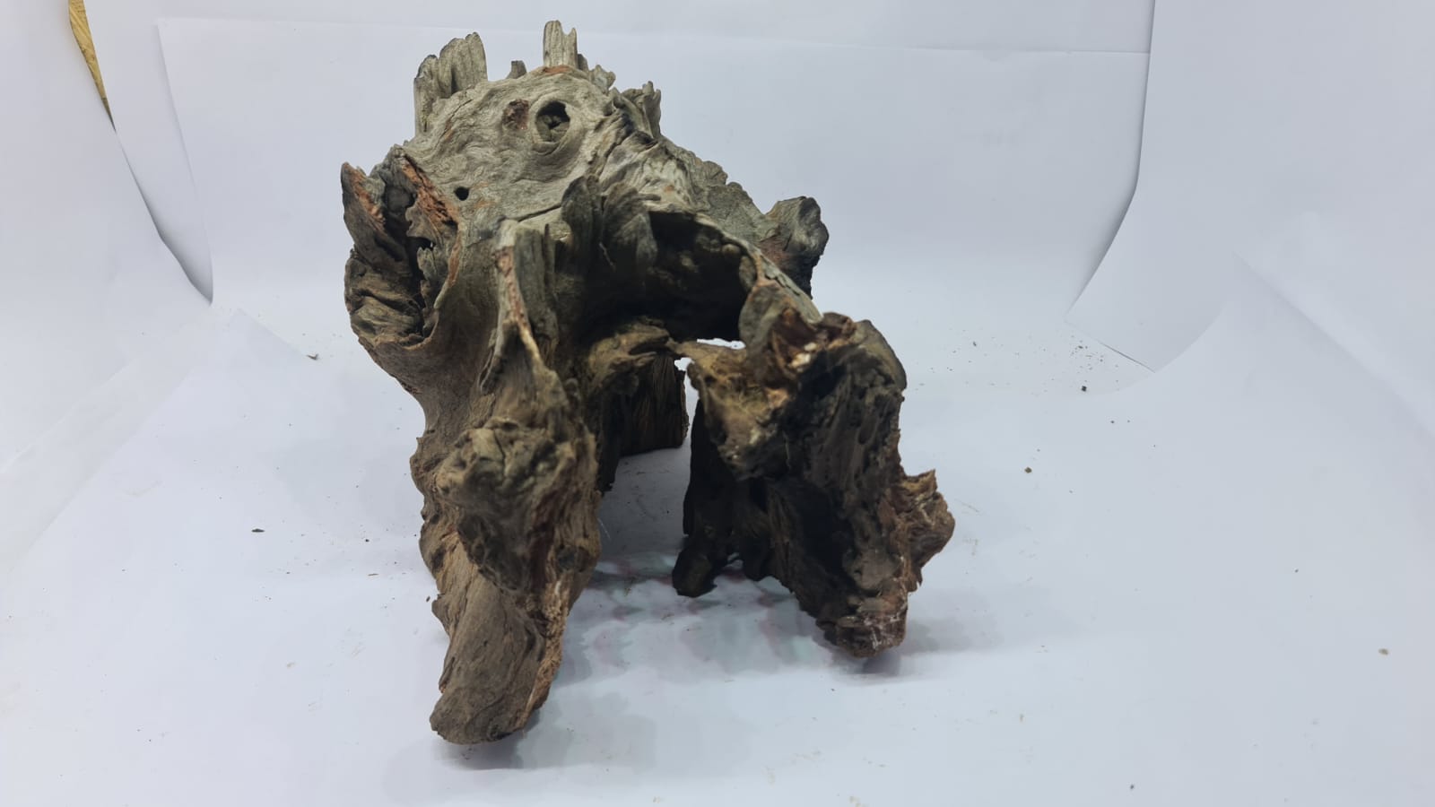 Robbers Cave Driftwood DWCL1