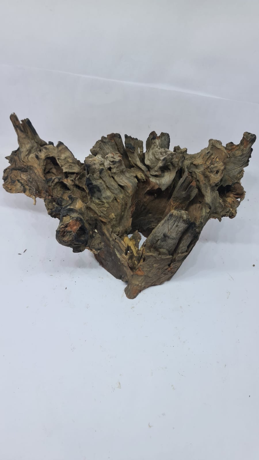 Robbers Cave Driftwood DWCL2