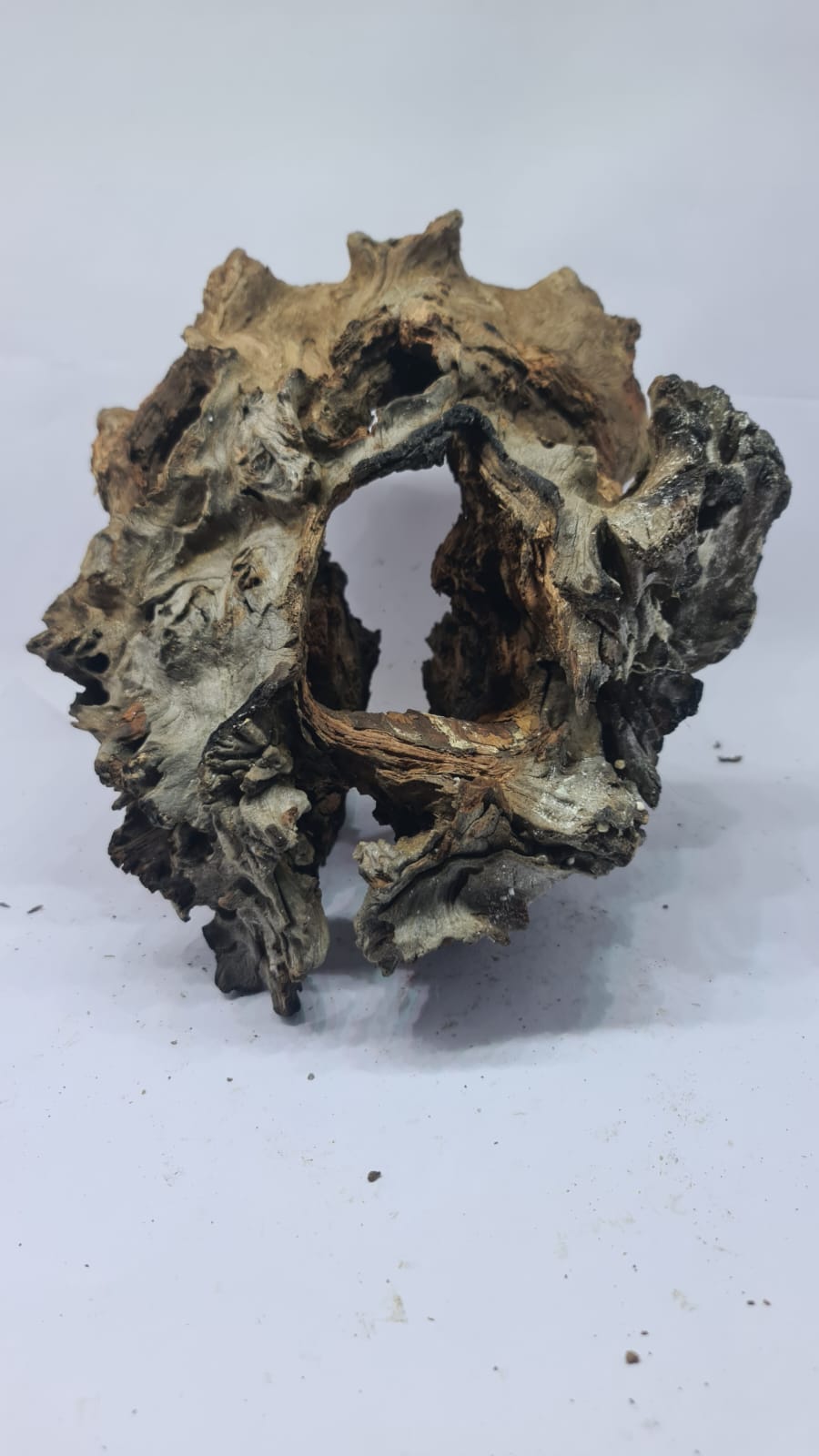 Robbers Cave Driftwood DWCL3