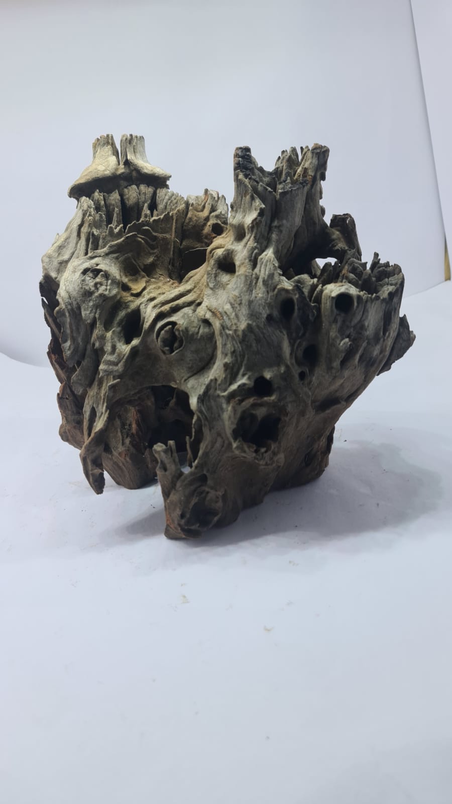 Robbers Cave Driftwood DWCL4