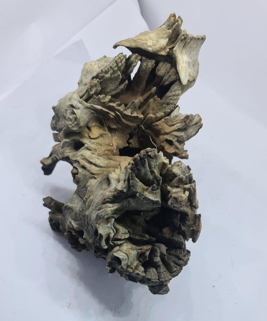 Robbers Cave Driftwood DWCL4