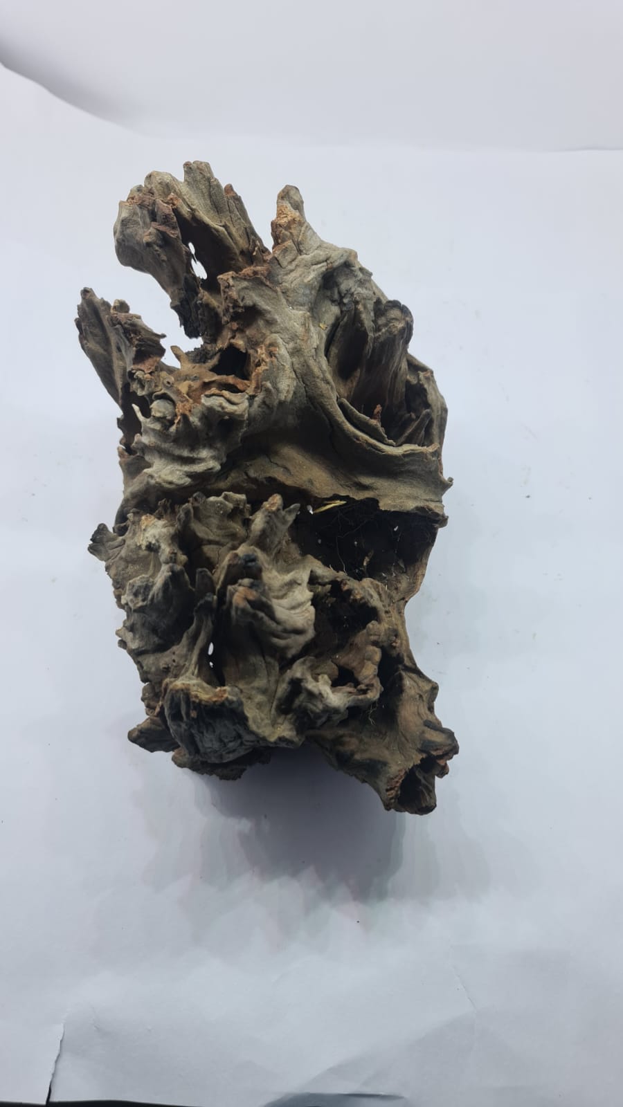 Robbers Cave Driftwood DWCL5