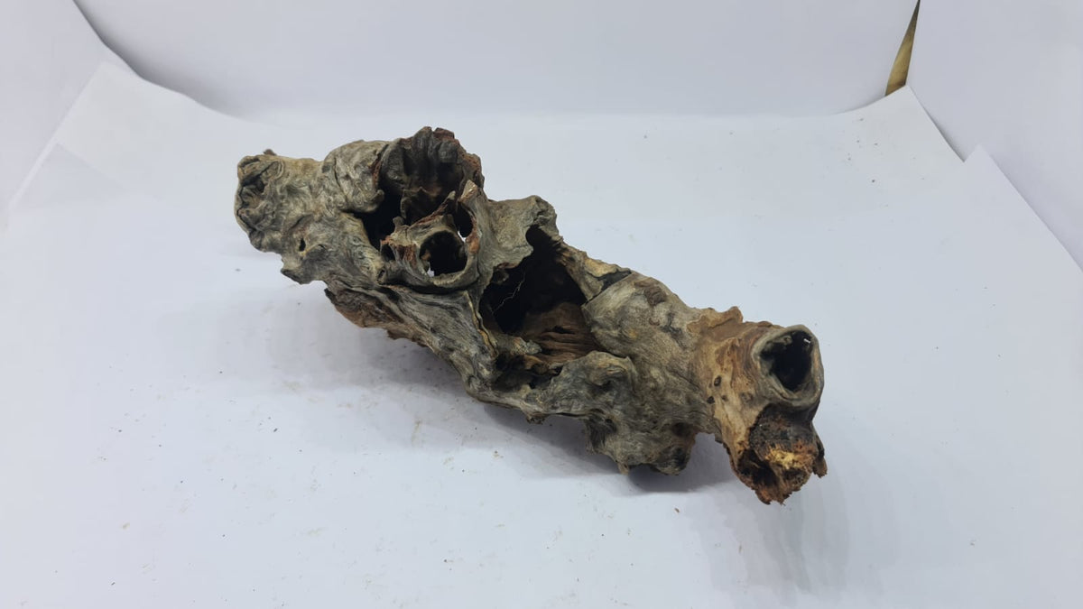 Robbers Cave Driftwood DWCM2