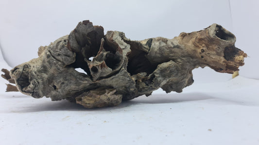 Robbers Cave Driftwood DWCM2