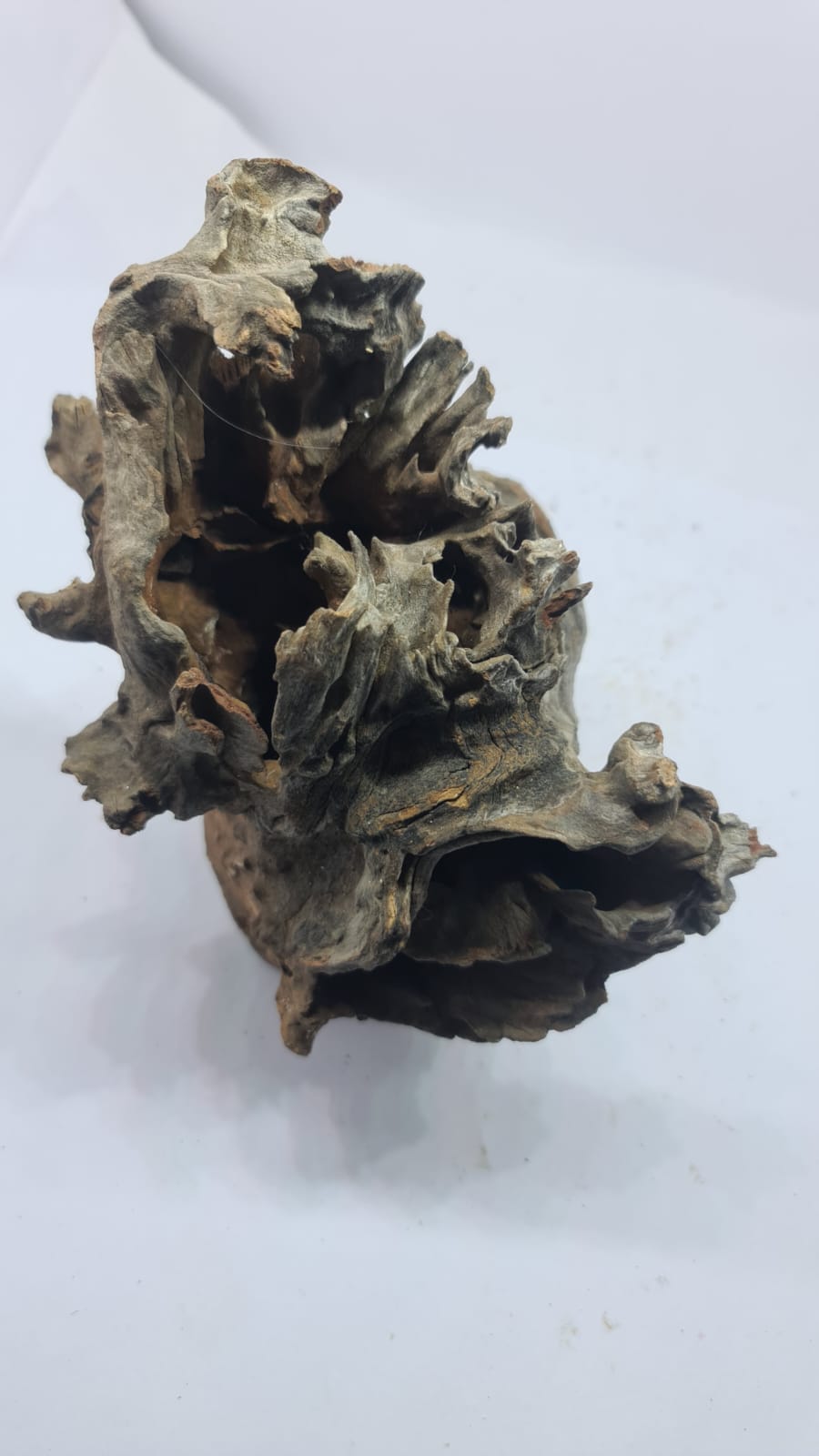 Robbers Cave Driftwood DWCM3