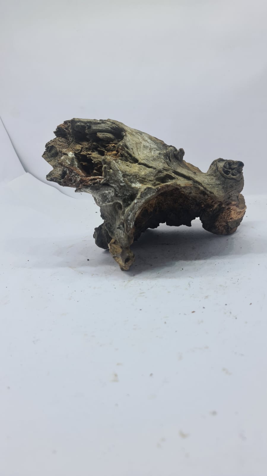 Robbers Cave Driftwood DWCM10
