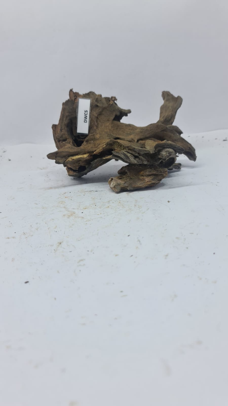 Robbers Cave Driftwood DWCS4
