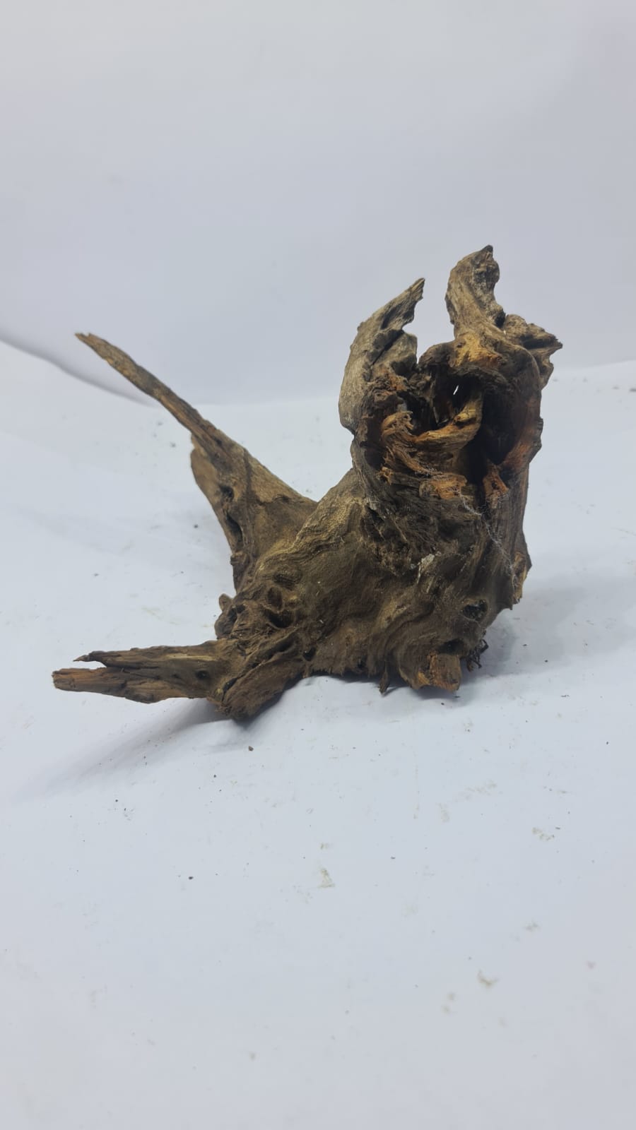 Copy of Ancient horn Driftwood (S) DWHS14