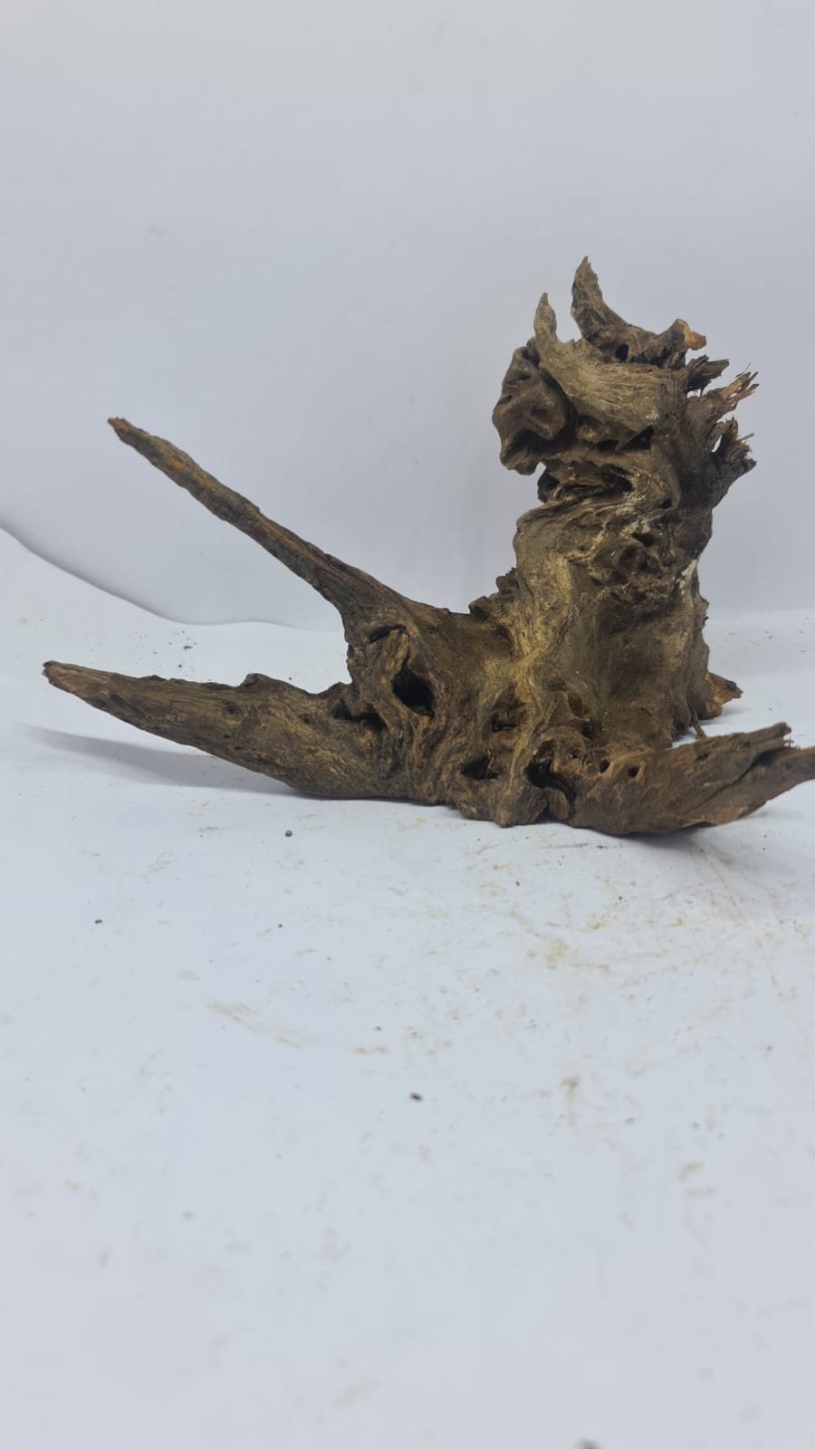 Copy of Ancient horn Driftwood (S) DWHS14
