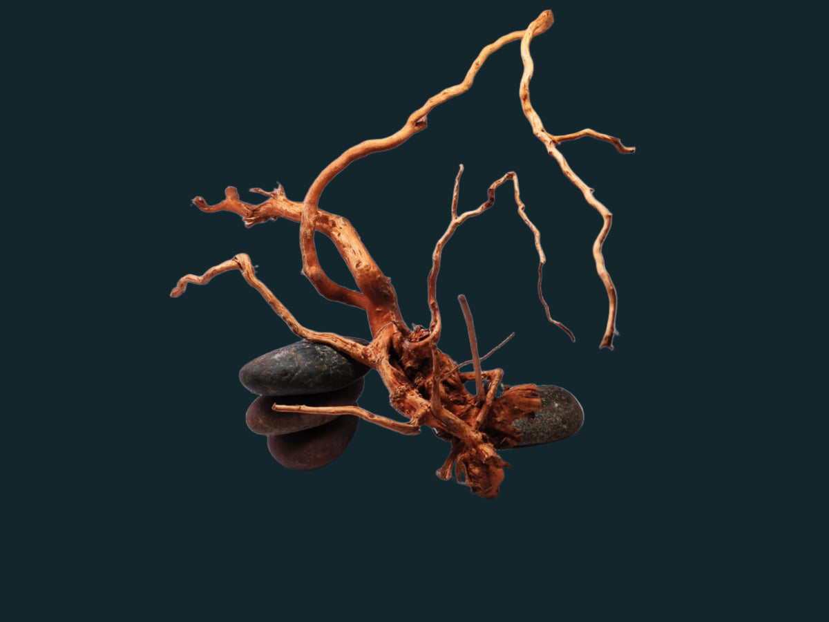 GKDM4