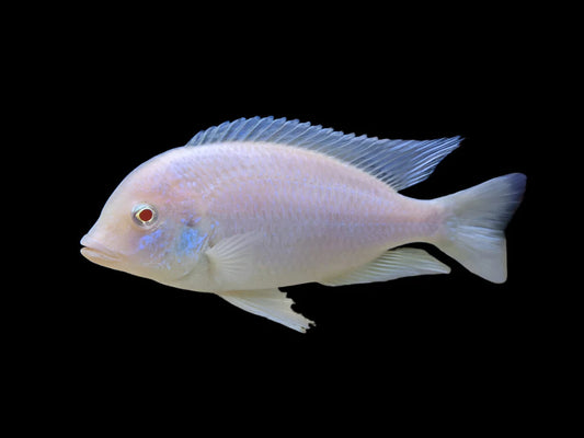 Albino Dolphin 4inch