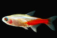 albino.cardinal.tetra
