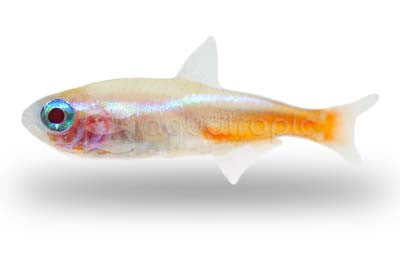 Albino Diamond Head Neon Tetra *New* (Pair)