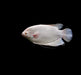 Albino Giant Gourami, 3