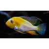 Load image into Gallery viewer, Albino Threadfin Acara 1.75&quot;-2&quot;