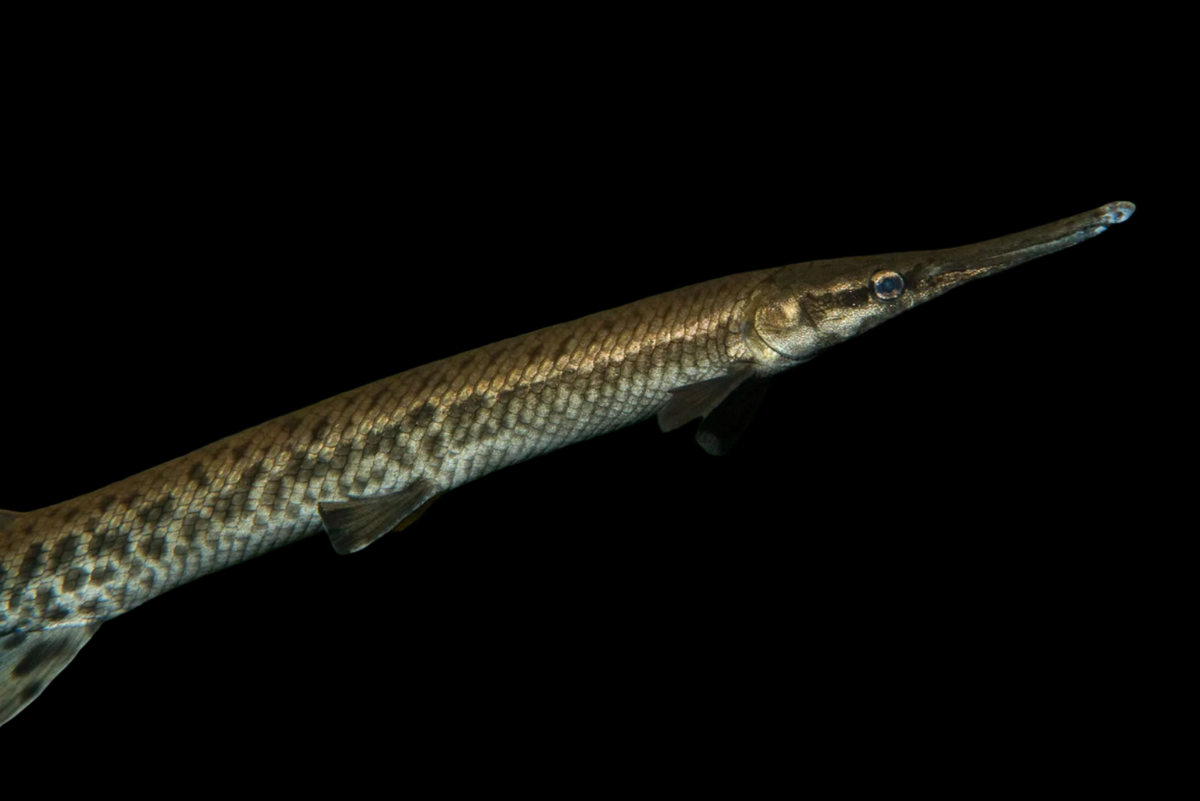 Alligator Gar 7inch