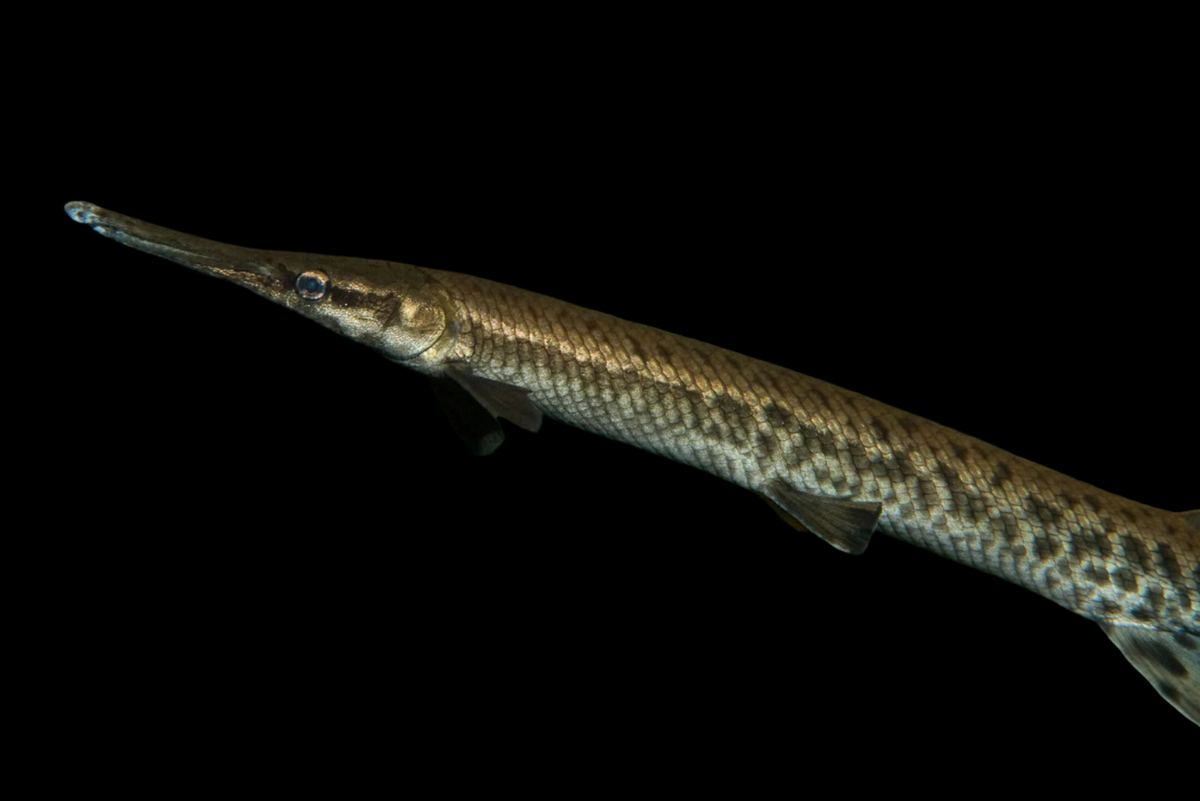 Alligator Gar 7inch