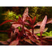 Alternanthera sessilis