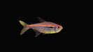 Amapa Tetra