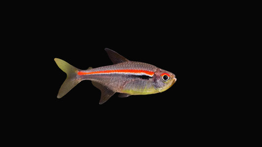 Amapa Tetra