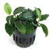 anubias nana 
