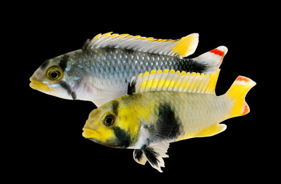 Apistogramma pandurini